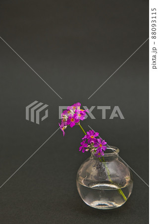 テーブルフォトー花 88093115