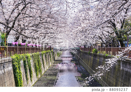 東京都 目黒川 満開の桜 東京都 目黒川 満開の桜 88093237