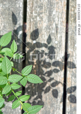 桑の葉とウッドデッキ 88093410