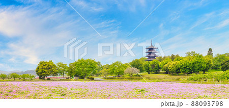 爽やかな青空の元に広がるレンゲ畑|備中国分寺(21:9) 爽やかな青空の元に広がるレンゲ畑|備中国分寺(21:9) 88093798
