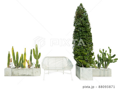 Die cut of high Cactus blooming flower in clay pot on white isolated 88093871