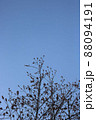 春の青空と桜のふくらんだつぼみ 88094191