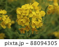 菜の花・春のイメージ 88094305