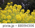 満開の菜の花畑・春イメージ 88094306