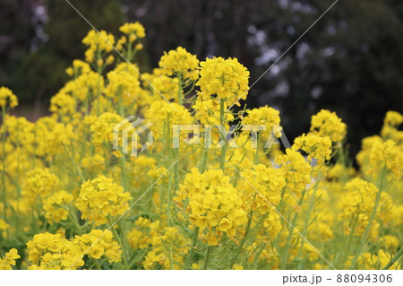 満開の菜の花畑・春イメージ 88094306