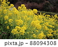 満開の菜の花畑・春イメージ 88094308