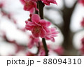 春の花 88094310