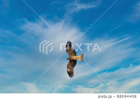 鋭い嘴と爪をもつ大型の猛禽類が大空を悠々と飛翔している風景 鋭い嘴と爪をもつ大型の猛禽類が大空を悠々と飛翔している風景 88094408