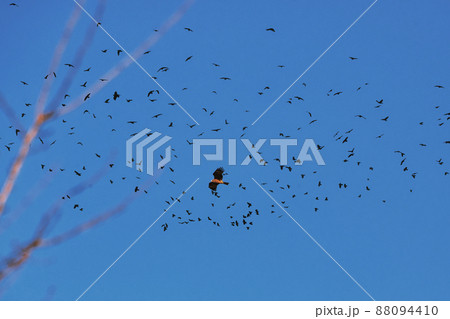 鋭い嘴と爪をもつ大型の猛禽類が大空を悠々と飛翔している風景 鋭い嘴と爪をもつ大型の猛禽類が大空を悠々と飛翔している風景 88094410