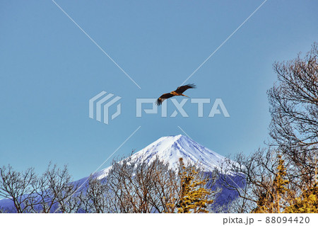 鋭い嘴と爪をもつ大型の猛禽類が大空を悠々と飛翔している風景 鋭い嘴と爪をもつ大型の猛禽類が大空を悠々と飛翔している風景 88094420