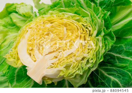 瑞々しい春キャベツ 88094545