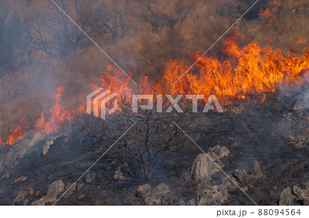 平尾台野焼き（午前の部） 88094564