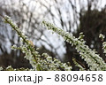 咲き始めのユキヤナギ 88094658