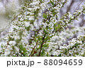 咲き始めのユキヤナギ 88094659