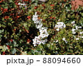 咲き始めたゆきやなぎ 88094660