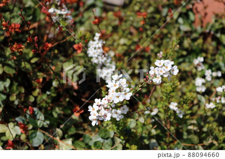 咲き始めたゆきやなぎ 咲き始めたゆきやなぎ 88094660