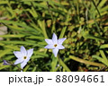 いっぱいに開くハナニラ 88094661