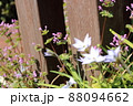 ほとけのざとハナニラ 88094662