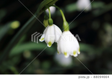 美しく咲くスノーフレーク 美しく咲くスノーフレーク 88094664