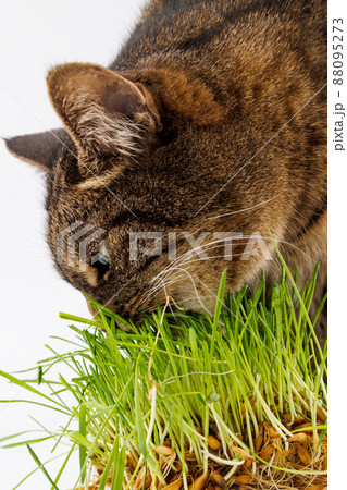 gray domestic tabby cat eating fresh green oats sprouts close-up on white background with selective focus and blur 88095273