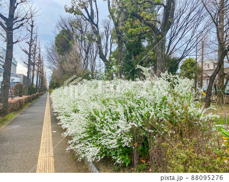 東京板橋・西台緑地のユキヤナギ 東京板橋・西台緑地のユキヤナギ 88095276