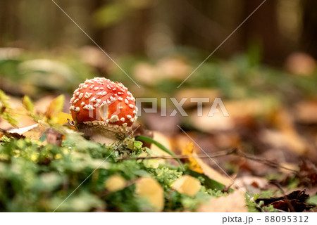 Poisonous fly agaric mushroom among green grass and yellow fallen leaves in autumnal forest 88095312