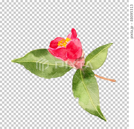 蕾が開き始めた椿の花 一輪素材【手描き水彩画】白バック 透過背景の