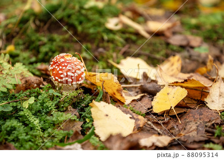 Colorful poisonous fly agaric mushroom among green grass and yellow fallen leaves in autumnal forest 88095314