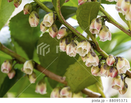 ヒサカキの花 ヒサカキの花 88095371