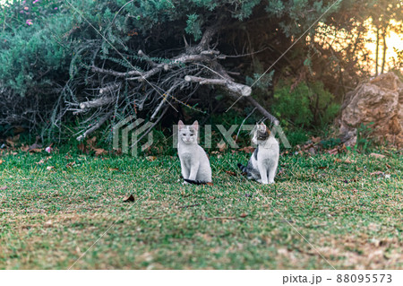 two stray kittens near his shelter in the bushes in the park 88095573