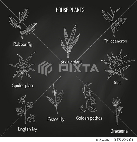Set of ornamental and house plants 88095638