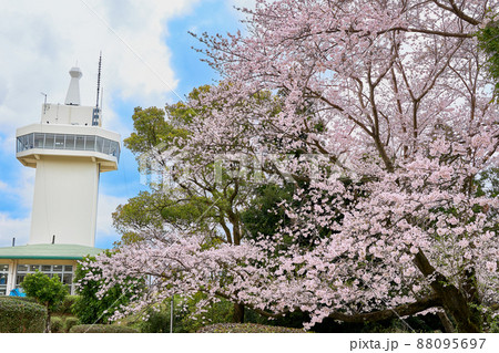 国分城山公園　桜と展望台 88095697