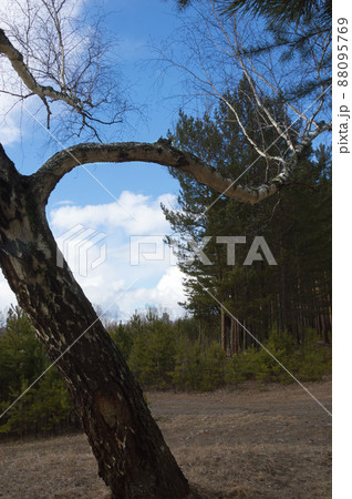 The crooked branches of an old tree stretch towards the sky. This is an old birch tree. Spring landscape, vertical photo The crooked branches of an old tree stretch towards the sky. This is an old birch tree. Spring landscape, vertical photo 88095769