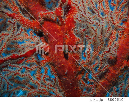 タテジマヘビギンポ　イソバナ　水中写真 88096104