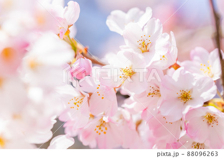 春本番　美しく咲いた満開の桜　クローズアップ 88096263