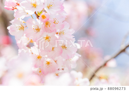 春本番　美しく咲いた満開の桜　クローズアップ 88096273