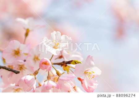 春本番　美しく咲いた満開の桜　クローズアップ 88096274