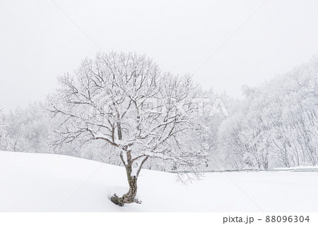大関嶺 羊牧場 冬 88096304