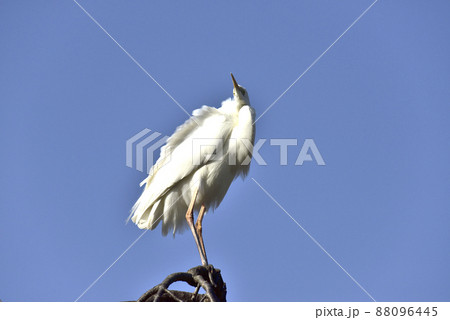 木の枝にとまるシロサギ 88096445