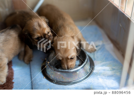離乳食を食べる仔犬　カニンヘンダックスフンド 88096456