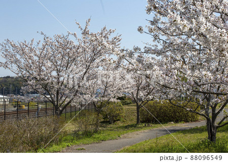 さくら満開の公園 さくら満開の公園 88096549