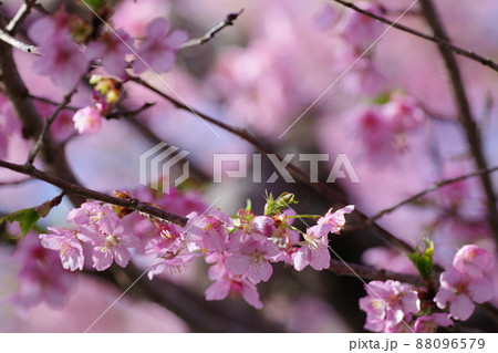 河津桜 88096579