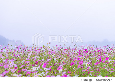 チャラ島 霧 風景 88096597