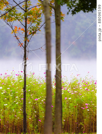 チャラ島 霧 風景 88096599