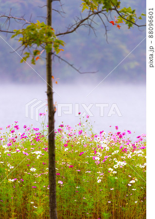 チャラ島 霧 景色 88096601