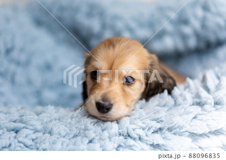 仔犬　カニンヘンダックスフンド 88096835