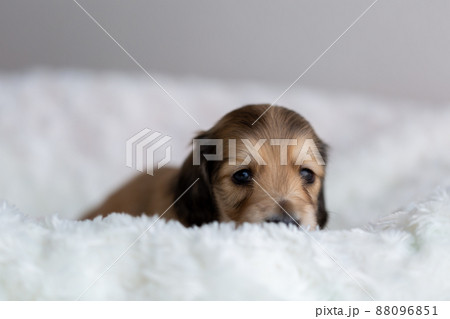 仔犬 カニンヘンダックスフンド 仔犬 カニンヘンダックスフンド 88096851