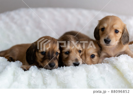 仔犬　カニンヘンダックスフンド 88096852