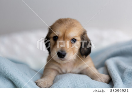 仔犬　カニンヘンダックスフンド 88096921