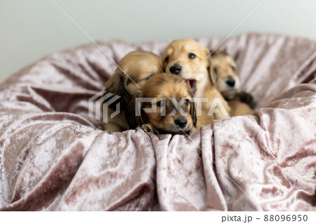 仔犬 カニンヘンダックスフンド 仔犬 カニンヘンダックスフンド 88096950